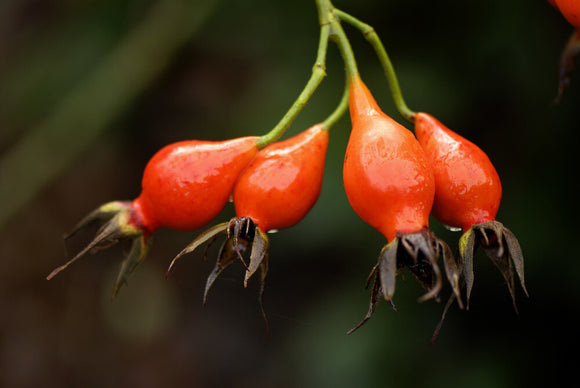 Rose hips, Rosa Autumn Flame, in an East Sussex garden in January