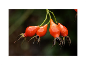 Rose hips, Rosa Autumn Flame, in an East Sussex garden in January