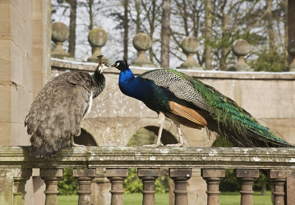 Peacock and peahen on the balustrade at Berrington Hall, Herefordshire
