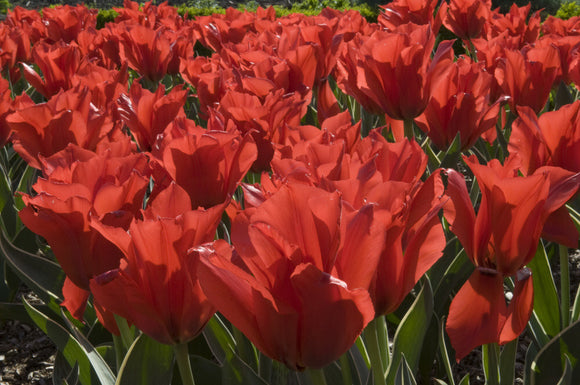 A mass of scarlet tulips in the Walled Garden in April at Wimpole Hall, Cambridgeshire.