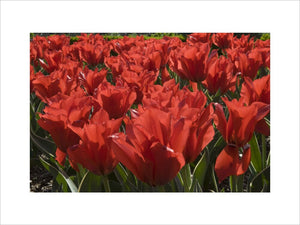 A mass of scarlet tulips in the Walled Garden in April at Wimpole Hall, Cambridgeshire.