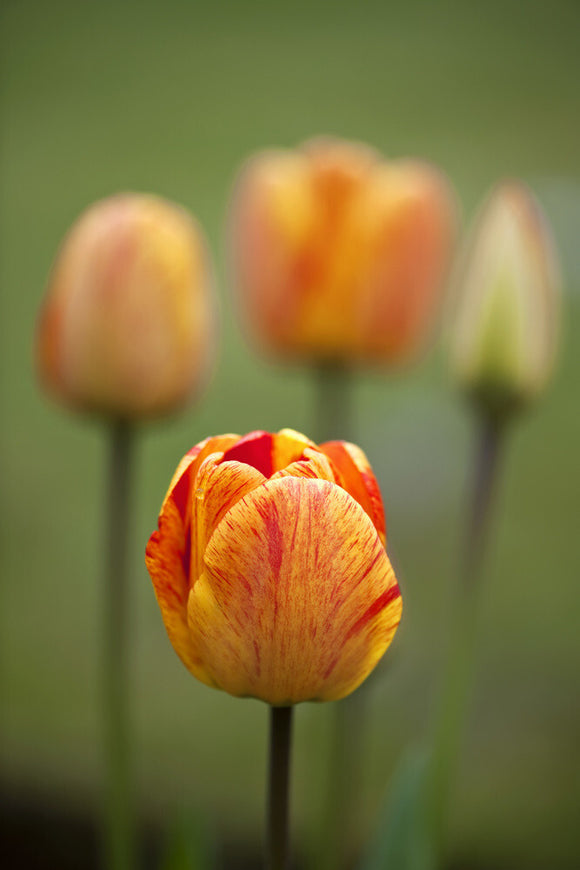 Tulipa 