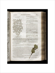 Illustrated page from John Gerard "The Herball of General Historie of Plantes" (London 1633) showing the Balsam Mint, and a pressed leaf of the plant, in the Springhill Library collections
