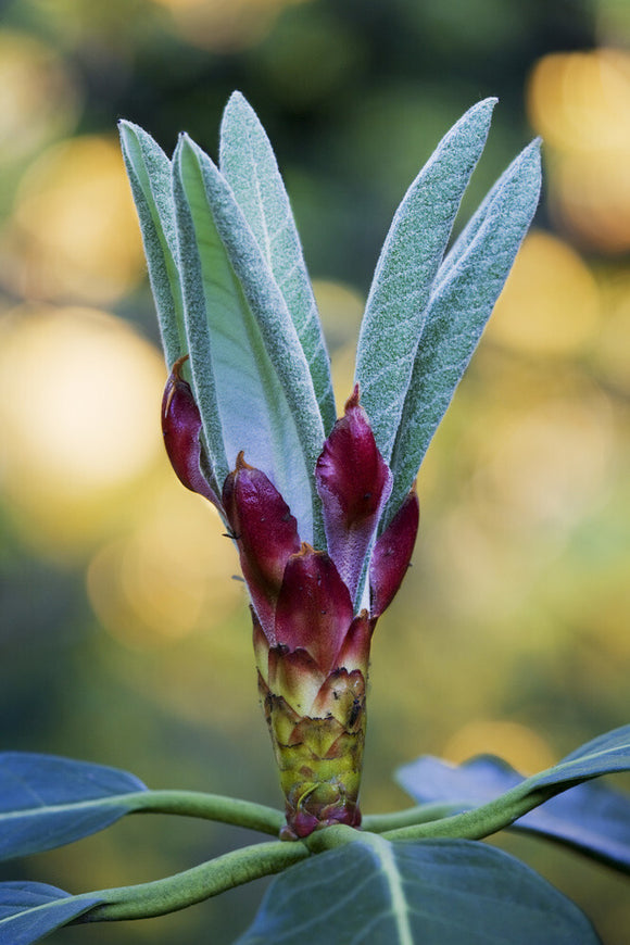 Close view of rhododendron leaves opening in spring in the Rhododendron Wood planted around 1900 to create an attractive vista from Leith Hill Place, Dorking, Surrey