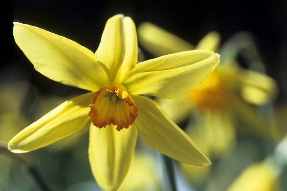 Close view of Narcissus 