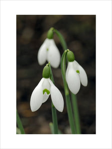 Snowdrop, Galanthus Sam Arnott, in a February garden