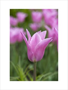 Tulipa "China Pink" in the Walled Garden at Mottisfont, Hampshire, in April