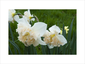 Narcissus "Diversity" outside the Walled Garden in April at Wimpole Hall, Cambridgeshire.