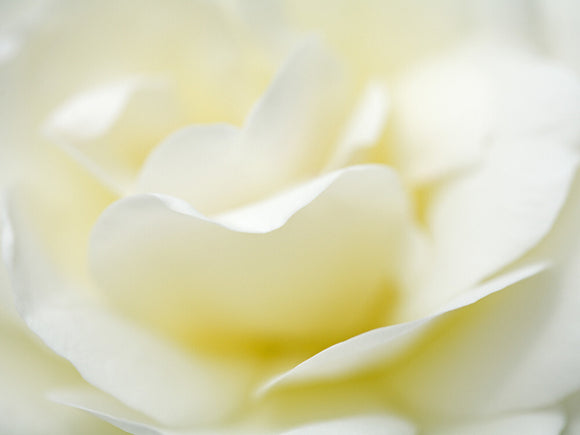 Close view of the petals of a white rose in June in the garden at Hinton Ampner, Hampshire