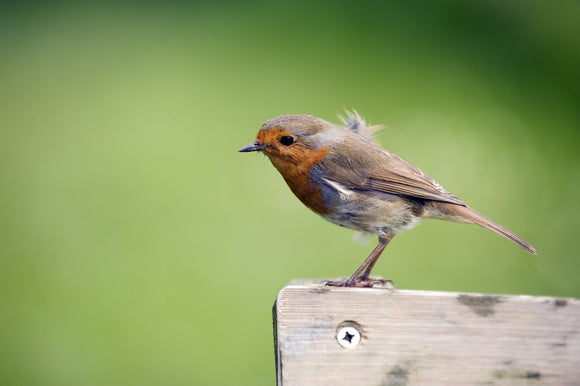 A robin(Erithacus rubecula) in the garden at Trerice, Cornwall