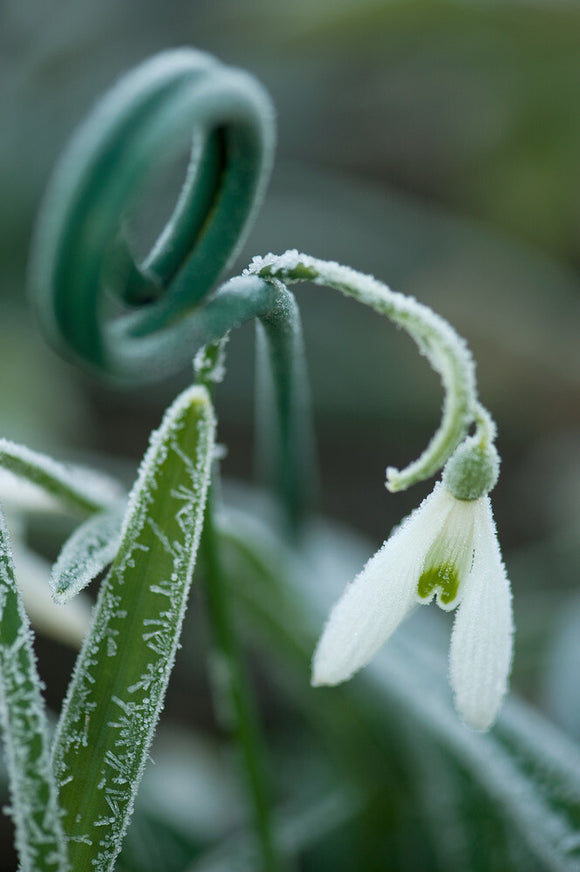 A green garden label spike supports a snowdrop flower after a severe overnight frost