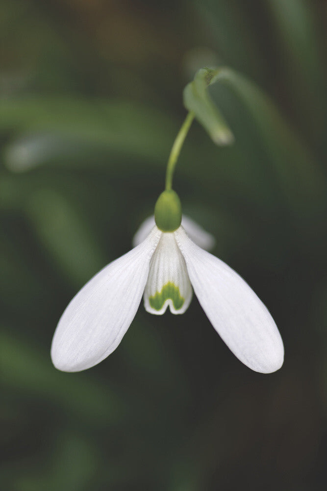 Snowdrop Galanthus – National Trust Prints