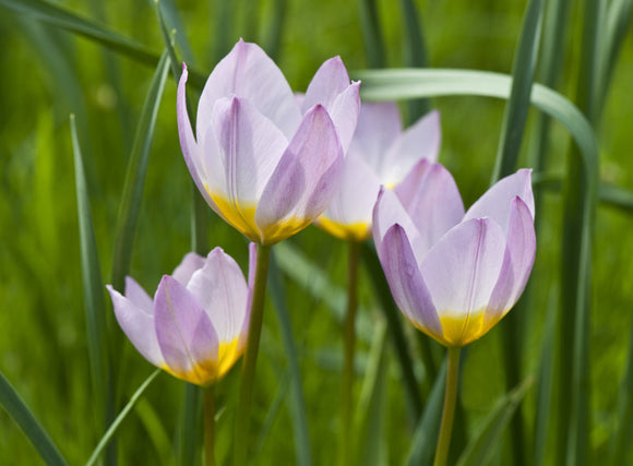 Tulipa saxatilis in the Walled Garden at Mottisfont, Hampshire, in April