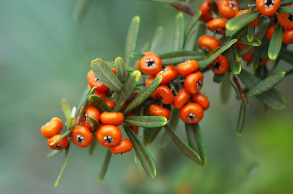 Pyracanthus angustifolia, Firethorn, with berries in an East Sussex garden