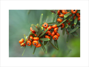 Pyracanthus angustifolia, Firethorn, with berries in an East Sussex garden