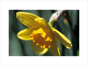 Close view of Narcissus "Carbineer" at Cotehele, Cornwall