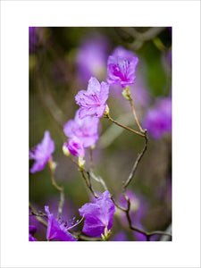 Close view of an azalea flower at Stourhead, Wiltshire, in March
