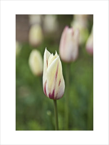Tulipa "Marilyn" in the Walled Garden at Mottisfont, Hampshire, in April