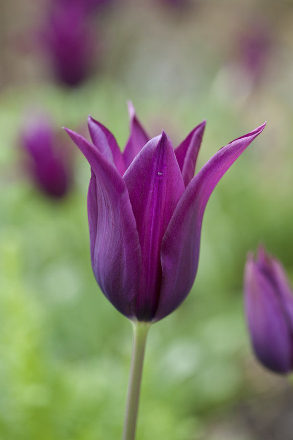 Tulipa 