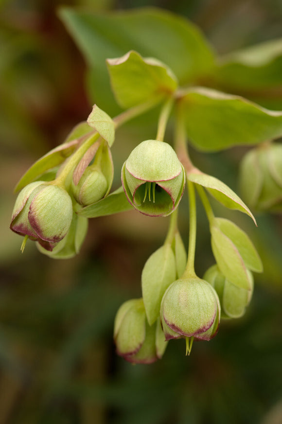 Seedling of Helleborus foetidus