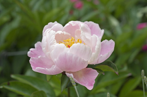 Peony in the peony border at Greys Court, Henley-on-Thames, Oxfordshire