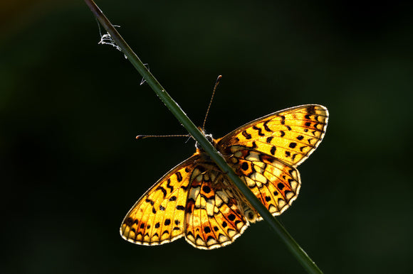 Small Pearl-bordered Fritillary (Boloria selene) butterfly at Marsland Mouth, Devon, a Devon Wildlife Trust Nature Reserve