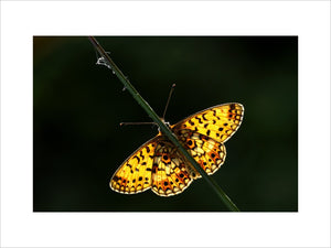 Small Pearl-bordered Fritillary (Boloria selene) butterfly at Marsland Mouth, Devon, a Devon Wildlife Trust Nature Reserve