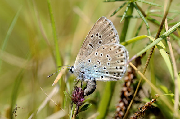 Female Large Blue Butterfly {Maculinea arion} laying her egg on host plant Thyme {Thymus drucei}