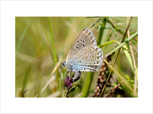 Female Large Blue Butterfly {Maculinea arion} laying her egg on host plant Thyme {Thymus drucei}