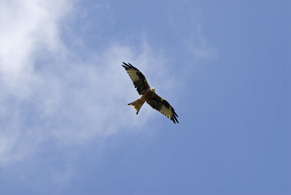 Bird of prey hovers over Lyveden New Bield, Peterborough, Northamptonshire