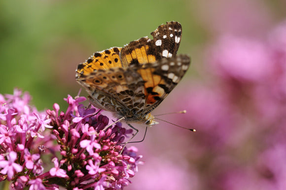 Painted Lady butterfly (Vanessa cardui) feeding on Red valerian (Centranthus ruber) at Trelissick Garden, Cornwall, in June