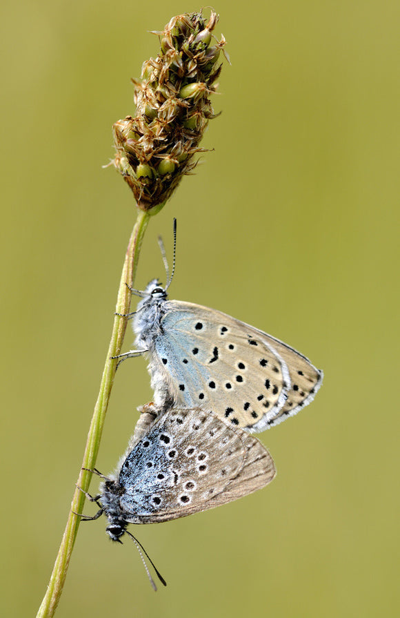 Large Blue Butterfly {Maculinea arion}, adult pair mating. Species formerly extinct in the UK, but successfully re-introduced at Collard Hill, Somerset.