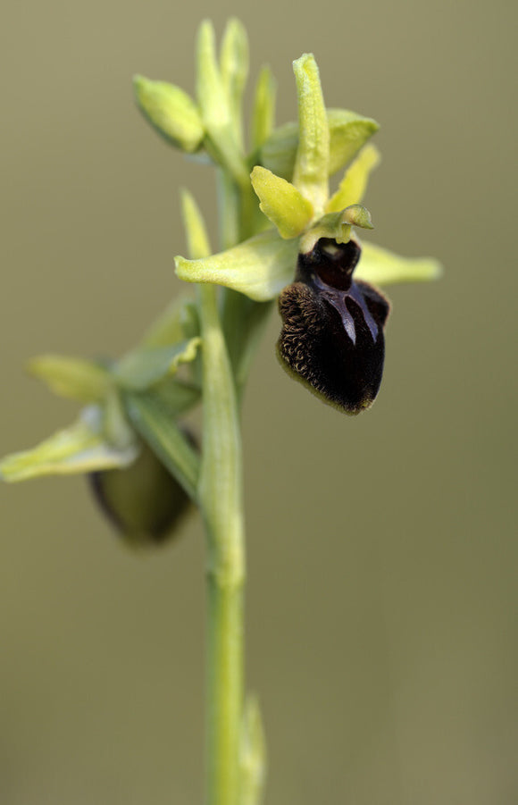 Early Spider-orchid (Ophrys spegodes, previously Ophrys aranifera) at Dancing Ledge, Dorset, in April