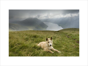 A charming terrier in the breathtaking landscape overlooking Wastwater at Wasdale, Cumbria