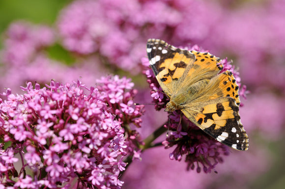 Painted Lady butterfly (Vanessa cardui) feeding on Red valerian (Centranthus ruber) at Trelissick Garden, Cornwall, in June