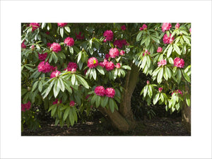 Rhododendron "Cornish Red" in the garden at Lanydrock, Cornwall