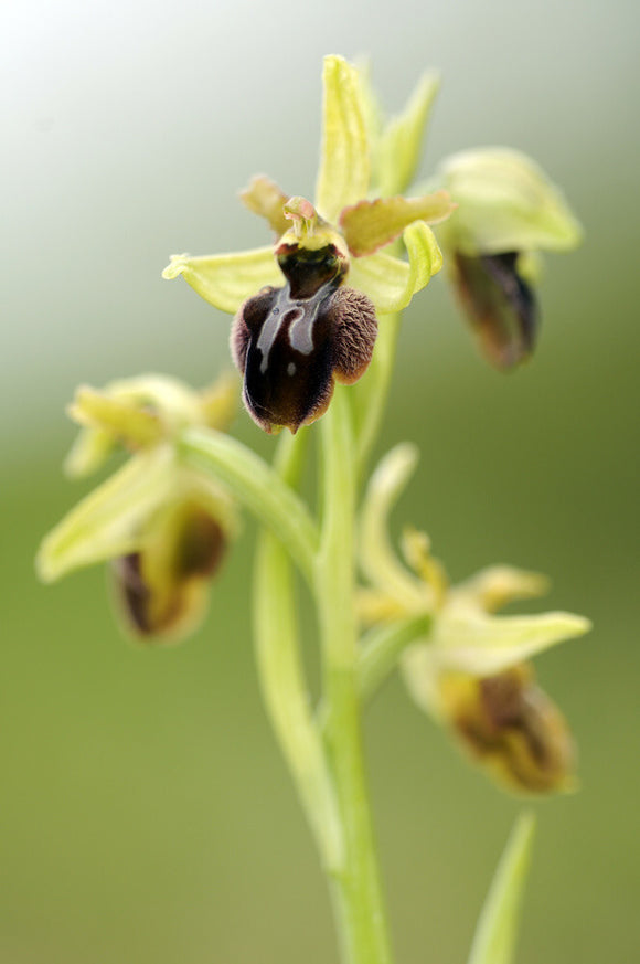 Early Spider-orchid (Ophrys spegodes, previously Ophrys aranifera) at Dancing Ledge, Dorset, in April