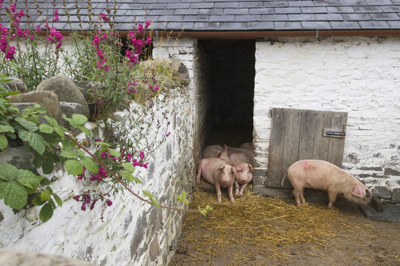 Pigs in their sty on the estate at Llanerchaeron, Ceredigion, Wales