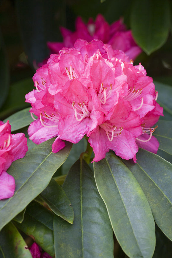 Close view of the flower of Rhododendron 
