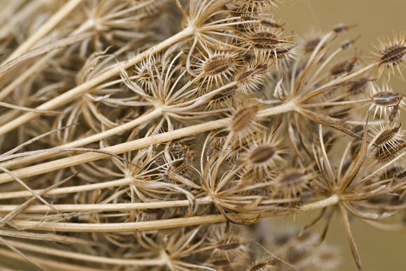 The dried seed heads cut when the long grass in the orchard is mown in late summer at Lyveden New Bield, Peterborough, Northamptonshire