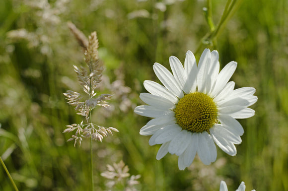 White Oxeye daisies and grasses in the Orchard meadow at Greys Court, Henley-on-Thames, Oxfordshire