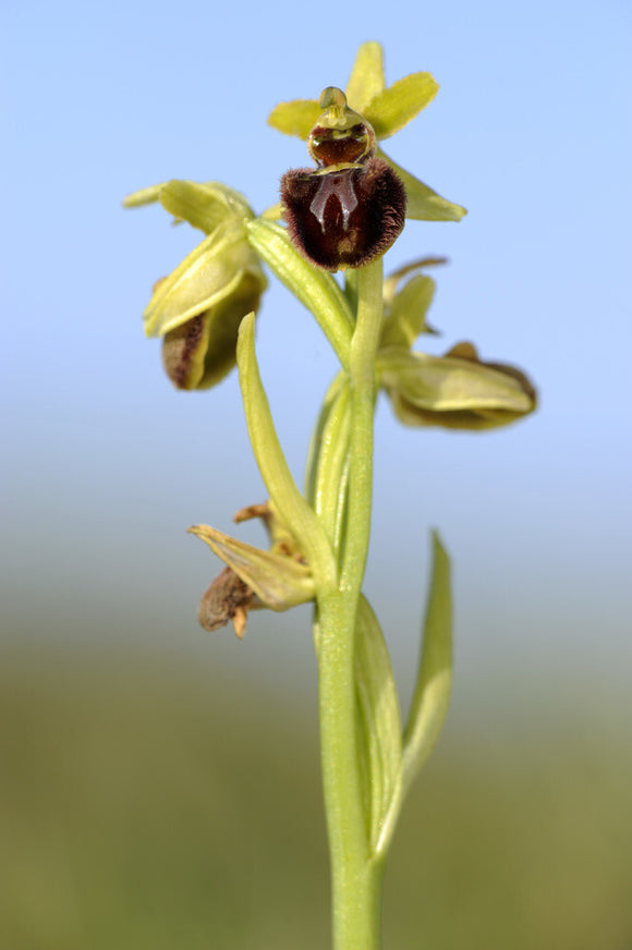 Early Spider-orchid (Ophrys spegodes, previously Ophrys aranifera) at Dancing Ledge, Dorset, in April