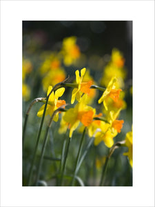 Narcissus "Masked Light" in flower at Trelissick Garden, near Truro, Cornwall