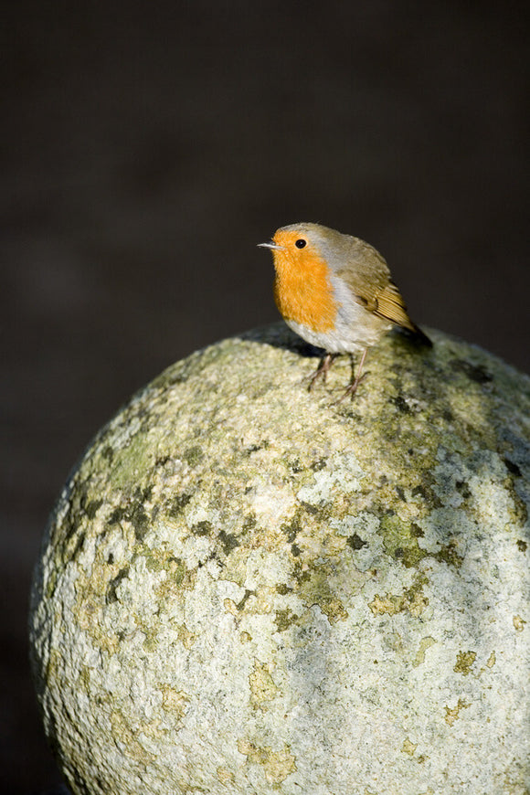 A robin (Ericathus rubecula) perched in the garden at Lanydrock, Cornwall