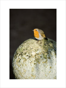 A robin (Ericathus rubecula) perched in the garden at Lanydrock, Cornwall