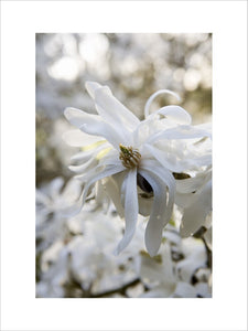 Magnolia stellata in flower at Trelissick Garden, near Truro, Cornwall