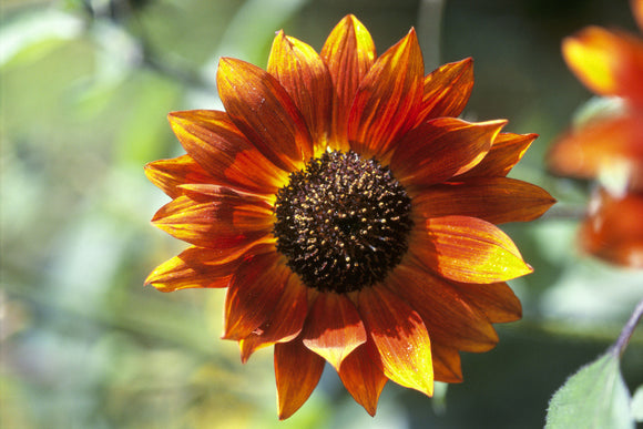 A detail of a Sunflower - 'Velvet Queen' at Sissinghurst Castle Garden
