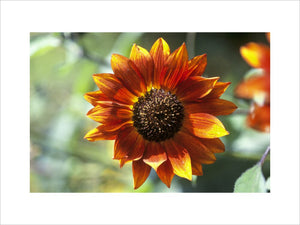 A detail of a Sunflower - 'Velvet Queen' at Sissinghurst Castle Garden
