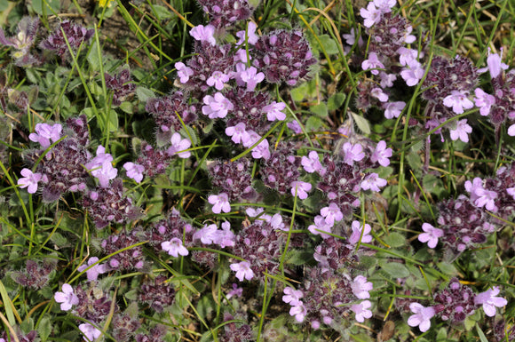 Thyme {Thymus drucei}, host plant of the large blue butterfly which was formerly extinct in the UK, but successfully re-introduced, at Collard Hill, Somerset