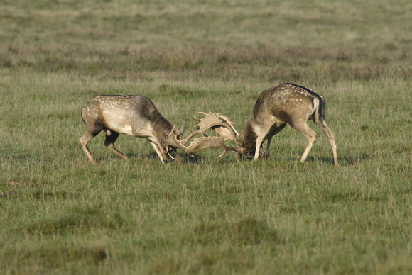 Fallow deer (Dama dama) bucks locking antlers during the rut in autumn, in the magnificent 700-acre deer park at Petworth House, West Sussex